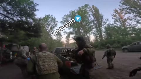 Colombian pigs on a boil