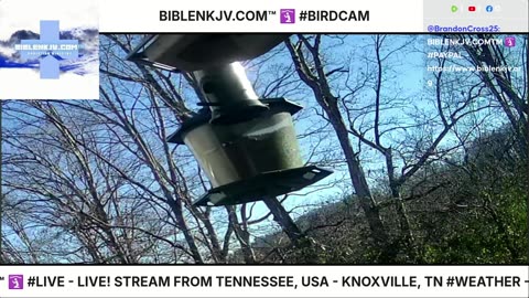 BIBLENKJV.COM™ 🛐 11/17/2025 #LIVE #BIRDCAM #WEATHER