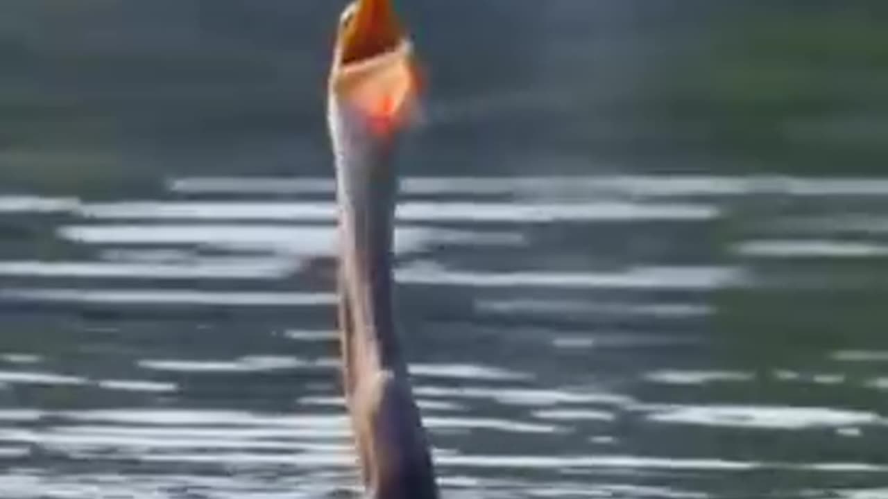 After tossing several times finally swallow the victims tactfully...