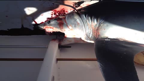 Catch of the day: Shark charges, jumps into boat