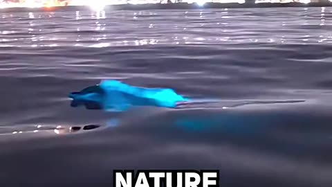 The Science Behind Ocean Glow