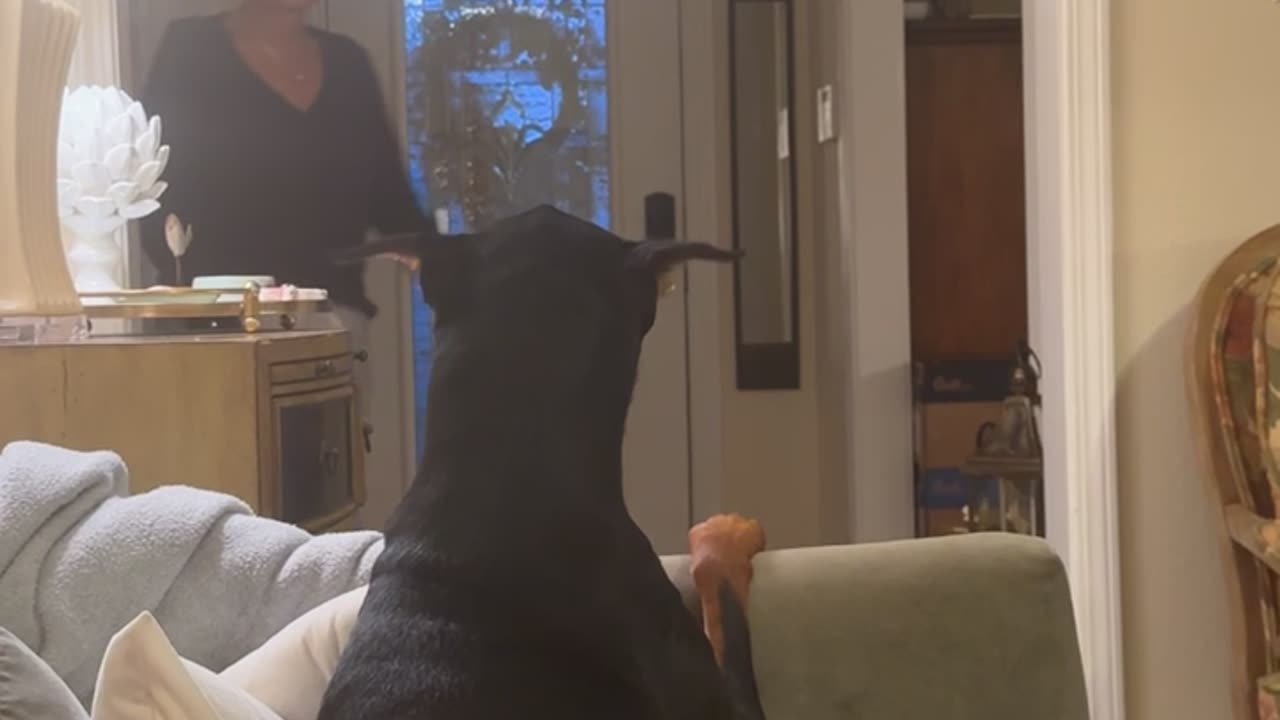 Grandma Gently Directs Doberman Off Couch
