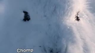 Super-fluffy arctic hares!