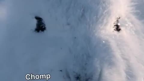 Super-fluffy arctic hares!