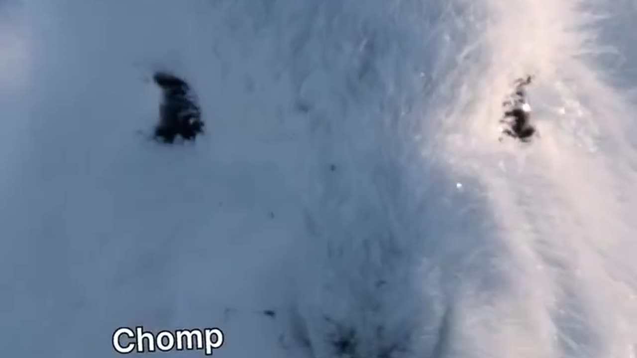 Super-fluffy arctic hares!