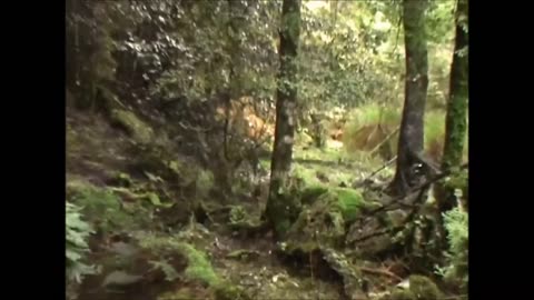 Sika hunt, otapua block