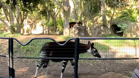 Okapi at the San Diego Zoo