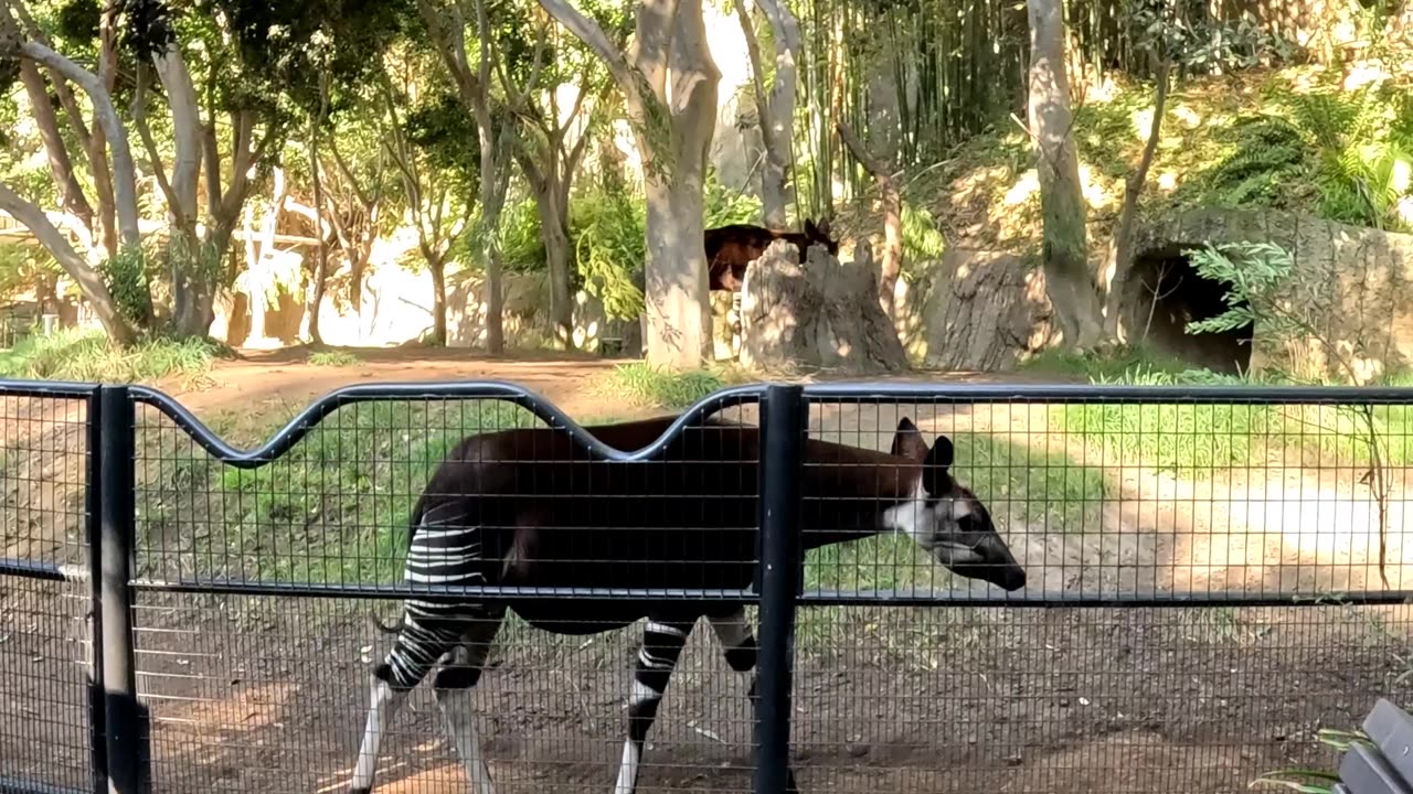 Okapi at the San Diego Zoo