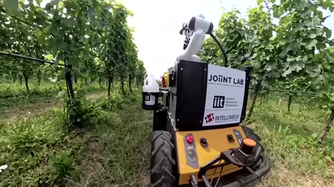 A hands-on robot tends grapes in Italy's vineyards