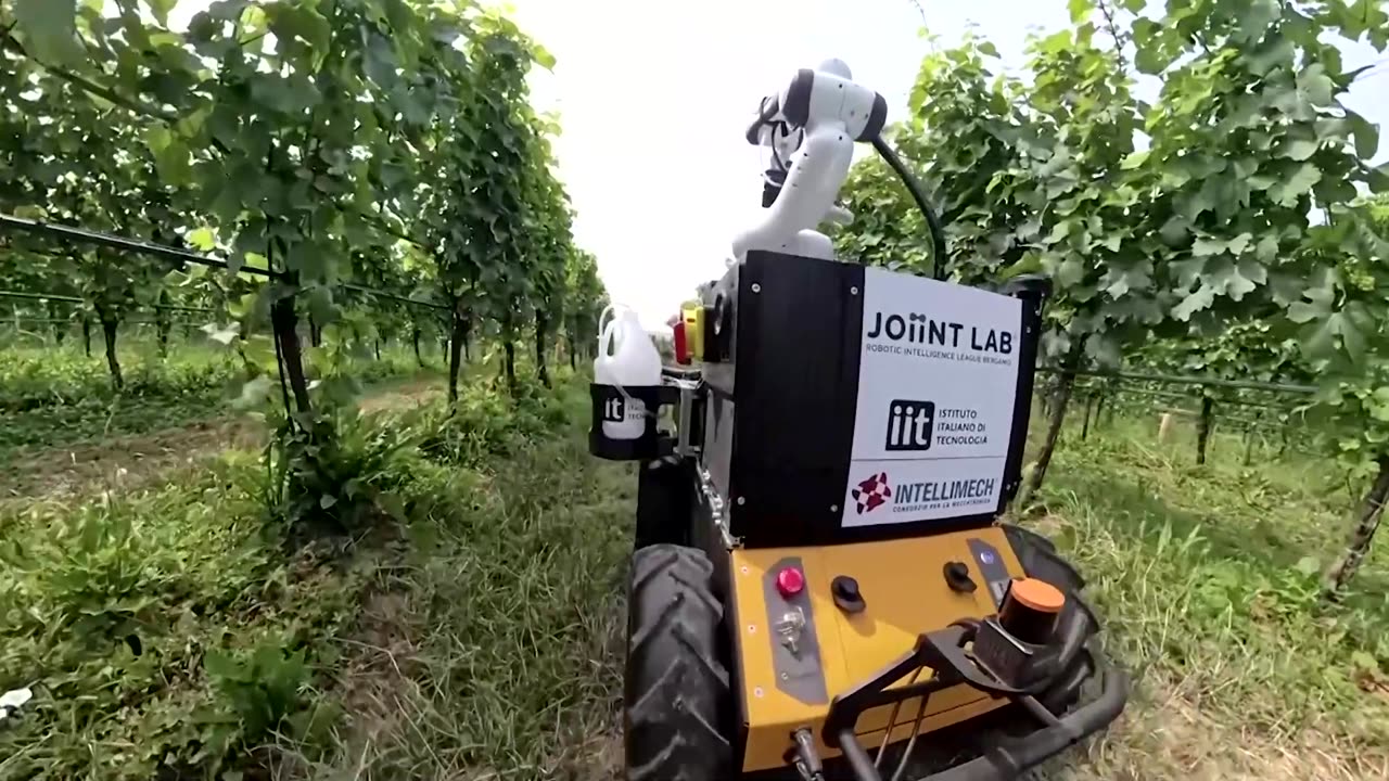 A hands-on robot tends grapes in Italy's vineyards