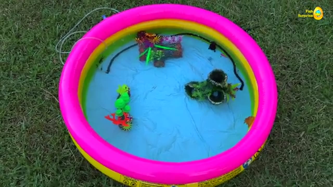 Colorful fishing and get unexpected results, crayfish, koi, angelfish, betta, goldfish
