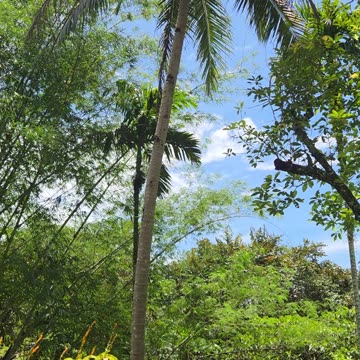 🌴 Bukid Life in the Philippines | Climbing the Coconut Tree for Fresh Buko Juice 🥥🇵🇭