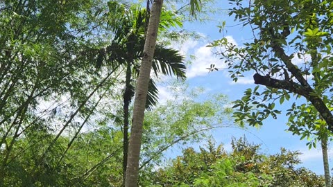 🌴 Bukid Life in the Philippines | Climbing the Coconut Tree for Fresh Buko Juice 🥥🇵🇭