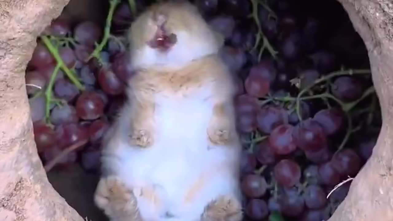 The rabbit is leisurely eating grapes in its burrow 🍇🐇