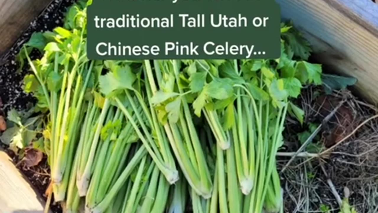 How to grow celery