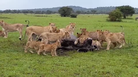 "An injured Buffalo Put Out of Misery By Lions"