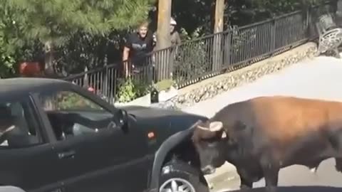 🤯🐮 Watch This Bull Crush a Challenge! The strength of a bull | FeedMyCuriosity