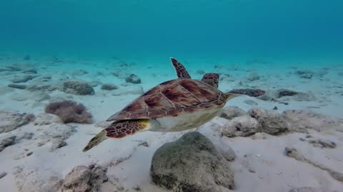 SeaTurtle