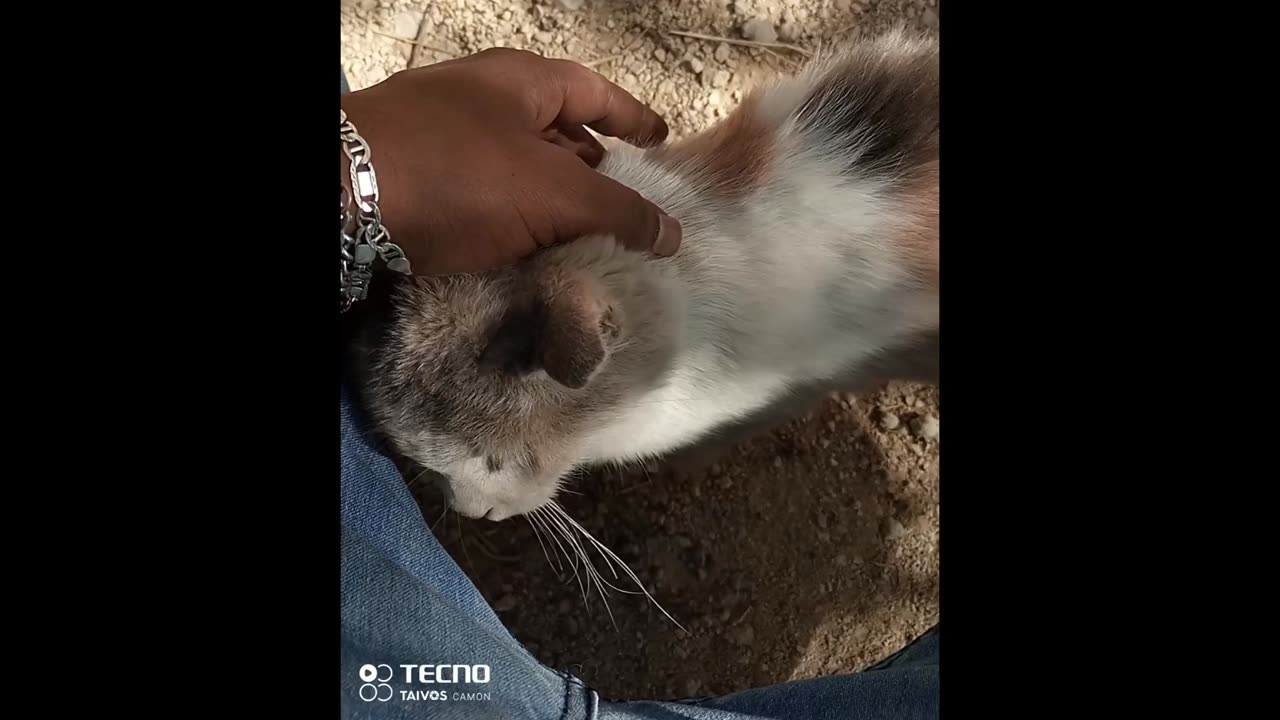 Playing outside with my kittens.