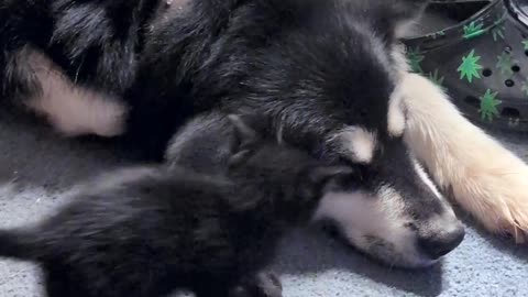Tiny Kitten Plays With Big Dog's Floppy Ears