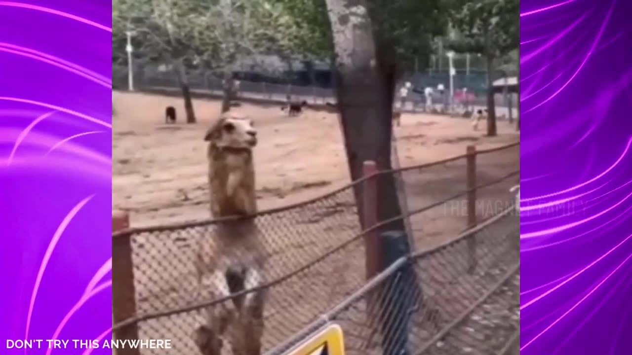 Funny animals