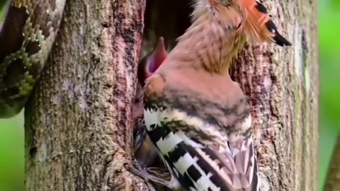Snake attack the bird