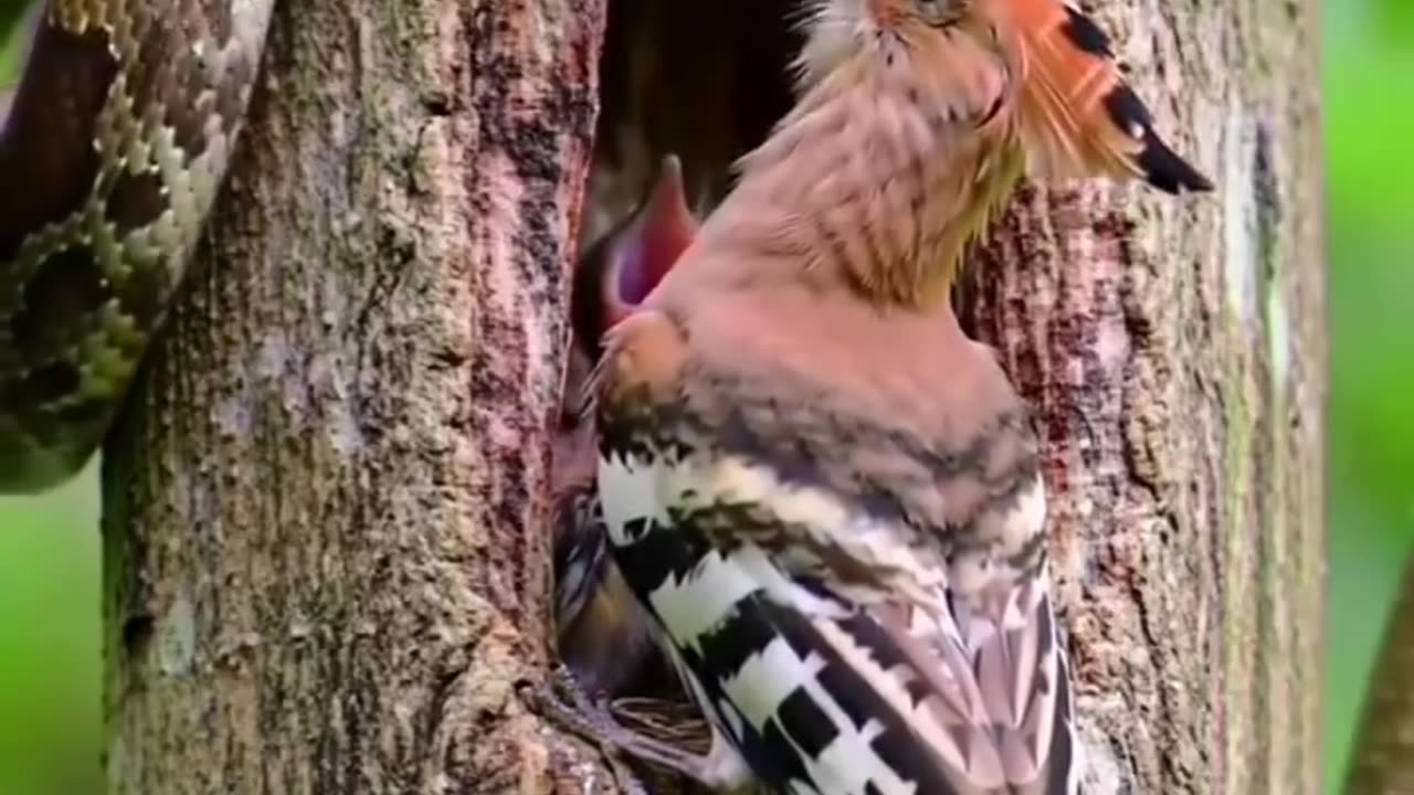 Snake attack the bird