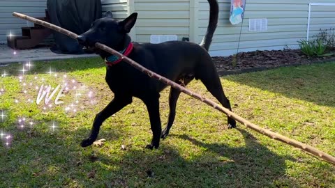 Belgian Malinois Are Crazy Creatures