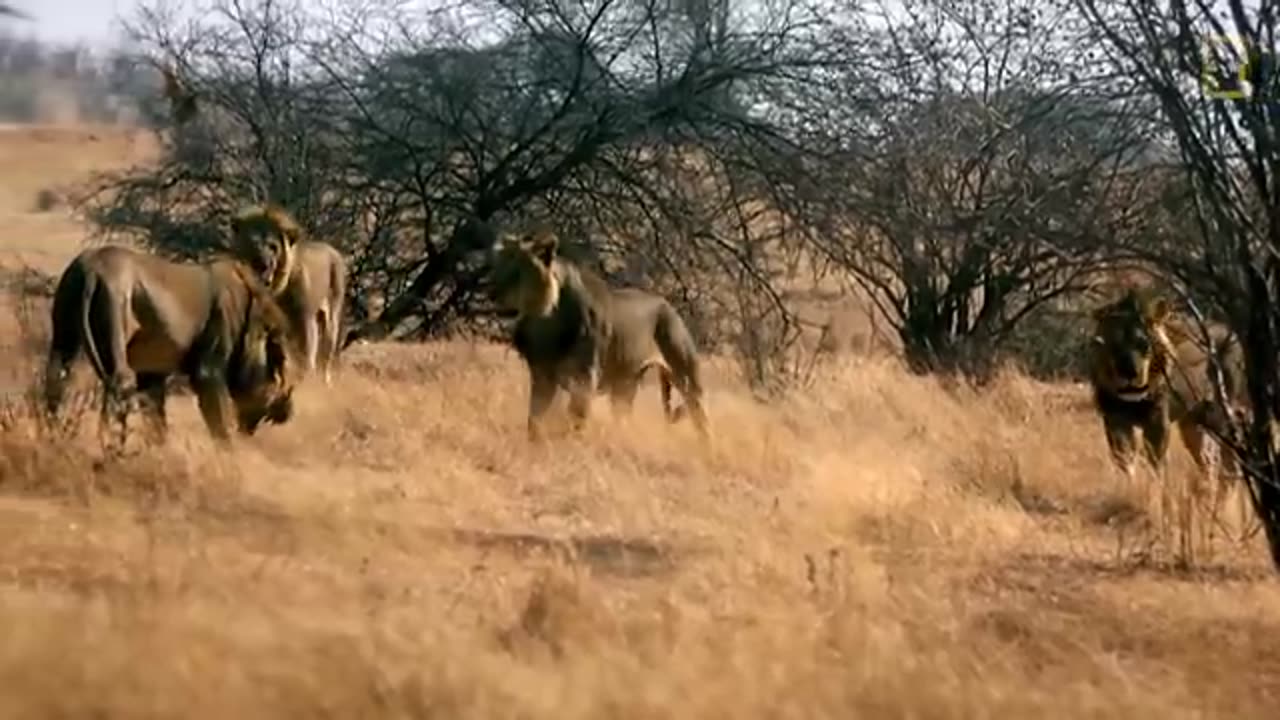 animals
