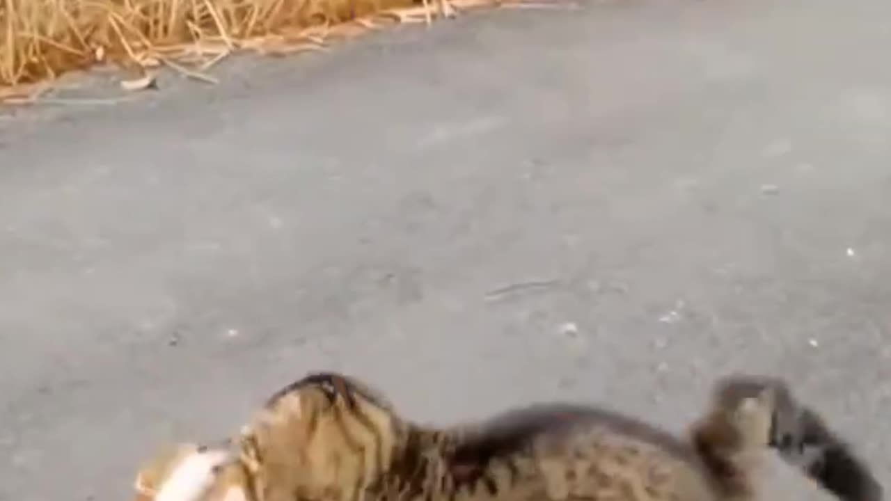 Funny animals video