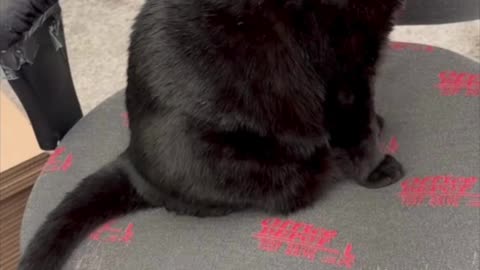 Cute Precious Piper Has a Curved Tail - My Adopted Shelter Cat Vlog. #shorts