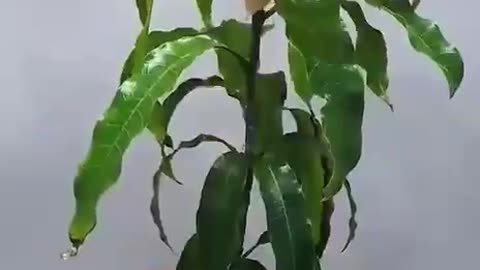 365 days in 50 Seconds - Mango Tree