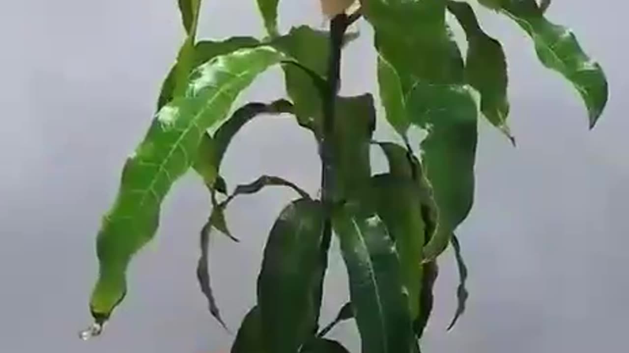 365 days in 50 Seconds - Mango Tree
