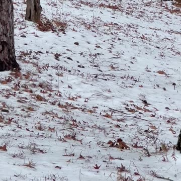 Poodle outsmarts Belgian Malinois while playing in the snow.😂😂😂🐩🐕❤️