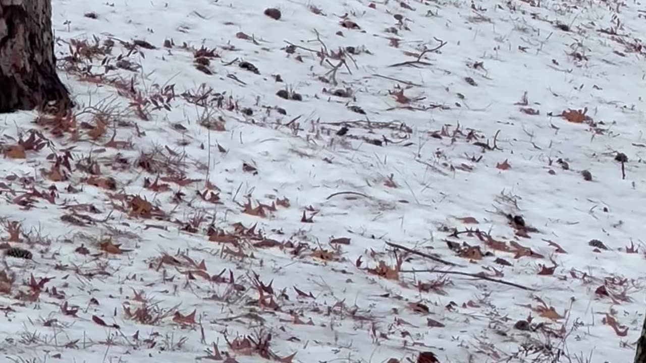 Poodle outsmarts Belgian Malinois while playing in the snow.😂😂😂🐩🐕❤️