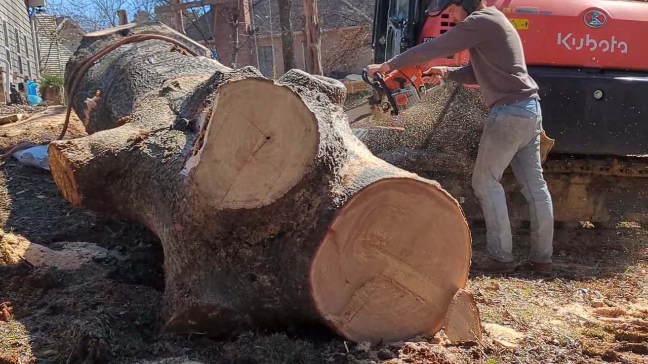 Man VS Nature: Big Princess Tree