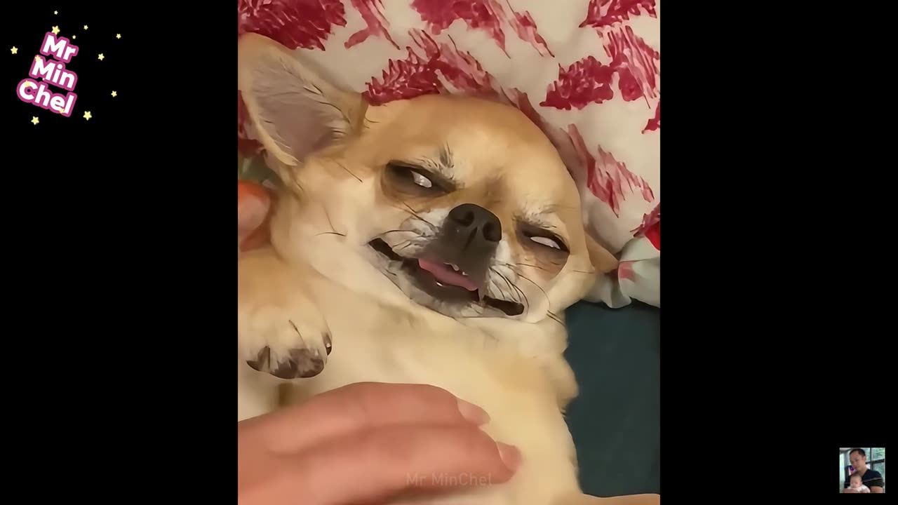 2025 Best Funniest Cats and Dogs Memes Try Not to Laugh Challenge