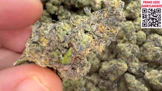 Bulk Wholesale Greenhouse QP of the Cotton Candy from THCA King! The Dank Flamingo Review!!