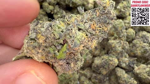 Bulk Wholesale Greenhouse QP of the Cotton Candy from THCA King! The Dank Flamingo Review!!