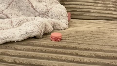 Authentic Macaron Awakens Sleeping Piggy