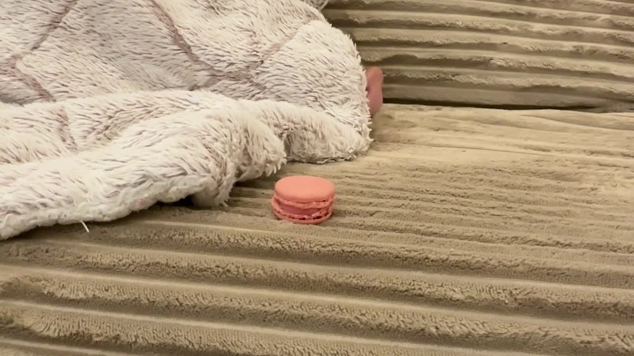 Authentic Macaron Awakens Sleeping Piggy