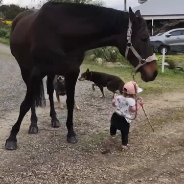 "A Cute Child Leading a Horse with a Rope"