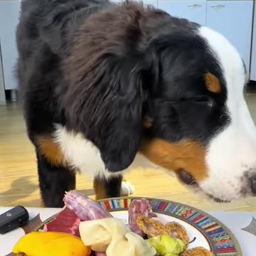 "Furry Friend's Happy Moments: Adorable Scenes of Dogs Eating"