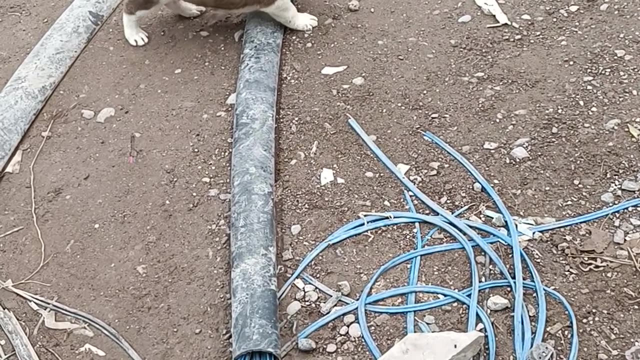 Dogs