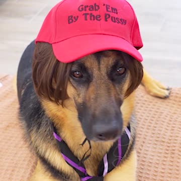 German Shepherd LOVES Halloween