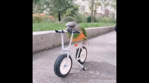 Parrot cycling fun video