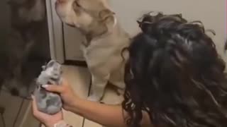 🚨🐕 Pitbull Gets His Girlfriend Pregnant, But What He Does Next? | Funny Short | FunFM