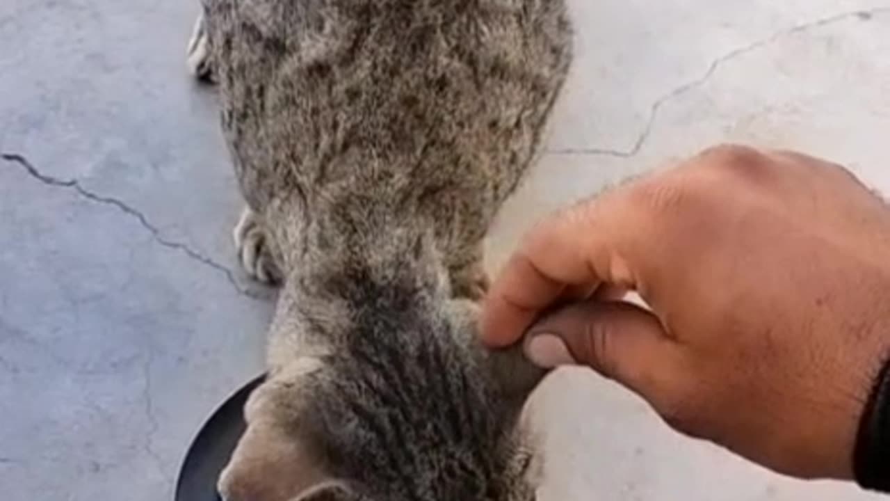 VILLAGE SWEET PUSSY😺