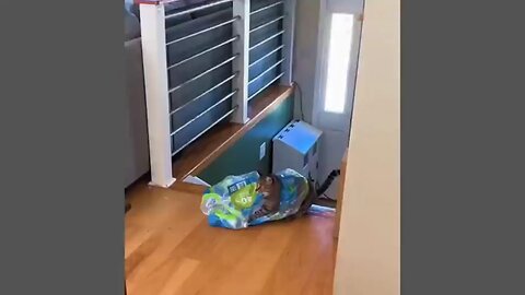 Funny ANIMALS videos 😂 | Funniest Cats and Dogs