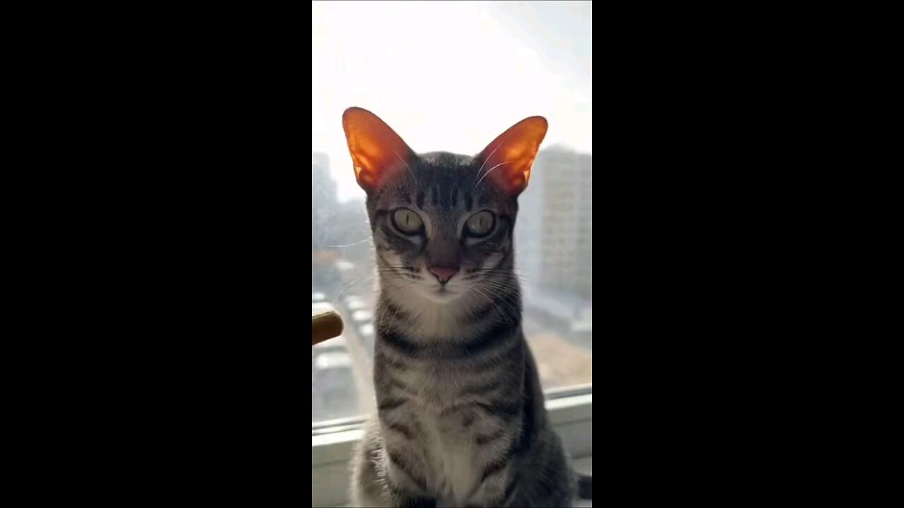 Those Ears Have Better Wi-Fi Than My House